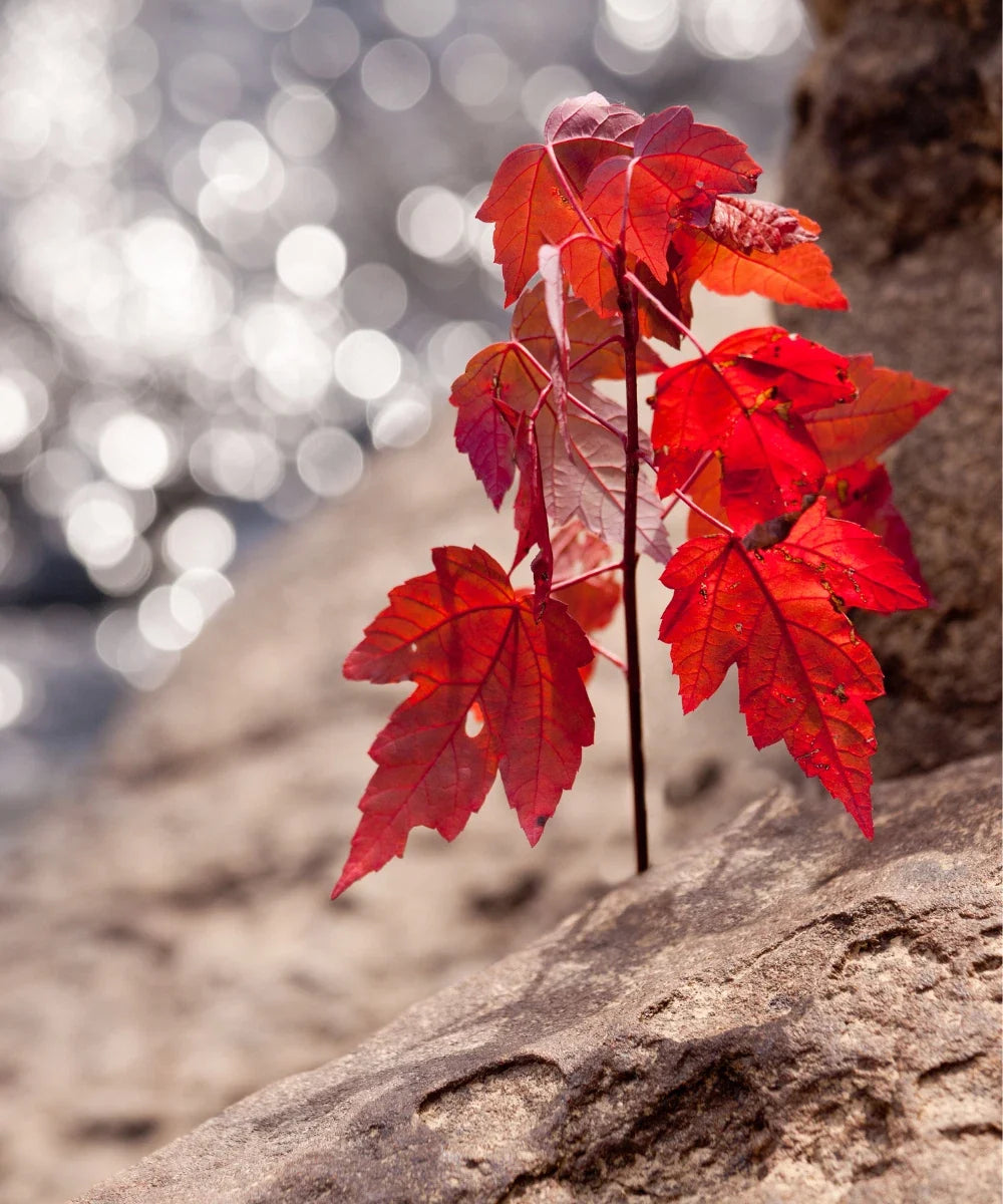 Red Maple Starter Tree 4+ Inches - Acer Rubrum - Vibrant Red Foliage, Hardy Landscape Plant, Attracts Wildlife