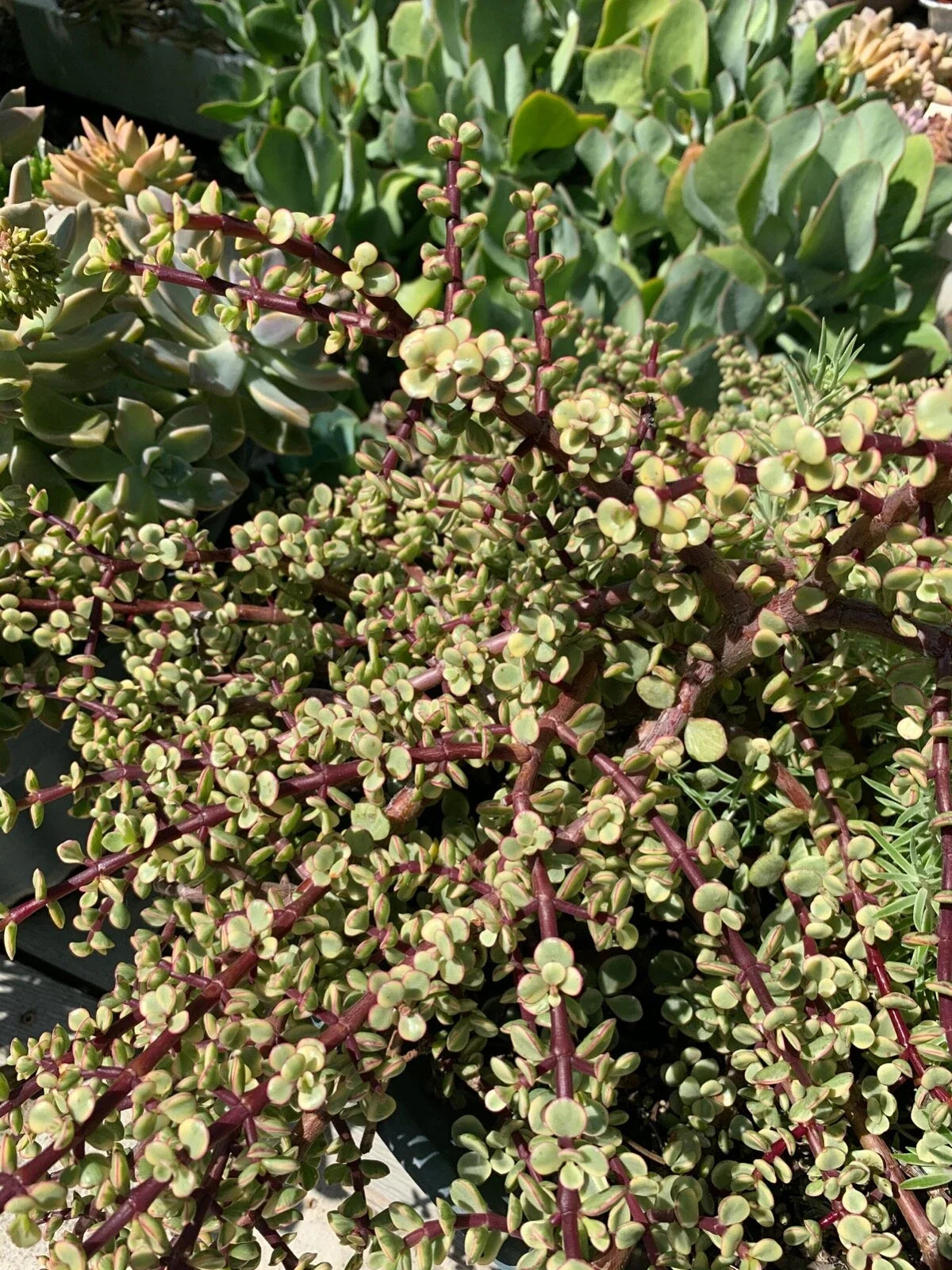 Variegated Elephant Bush Cuttings - 6 Pack - 5” Long - Portulacaria afra var. variegata - Rare Mini Jade for Propagation