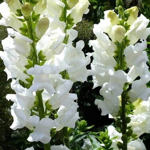 Snowflake Snapdragon Seeds | 1000 Heirloom Non-GMO Seeds | White Flowers | Antirrhinum majus