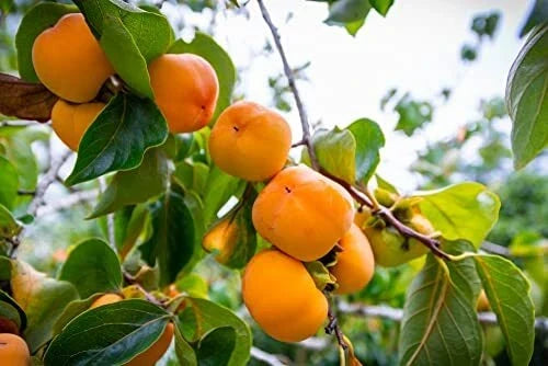 Persimmon Tree Seeds - 10 Pack - Diospyros virginiana - USA Made, Non-GMO Outdoor Seeds for Delicious Fruits