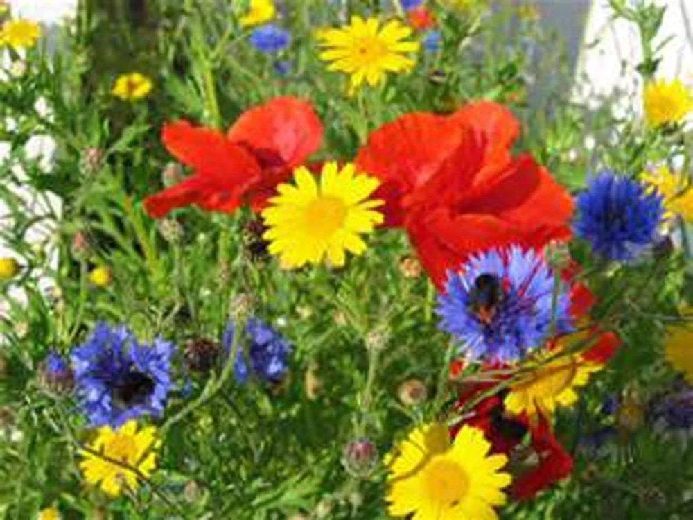 Wildflower Seed Mix 6 oz - Colorful Border & Garden Blend - Native Species for Pollinators - Various