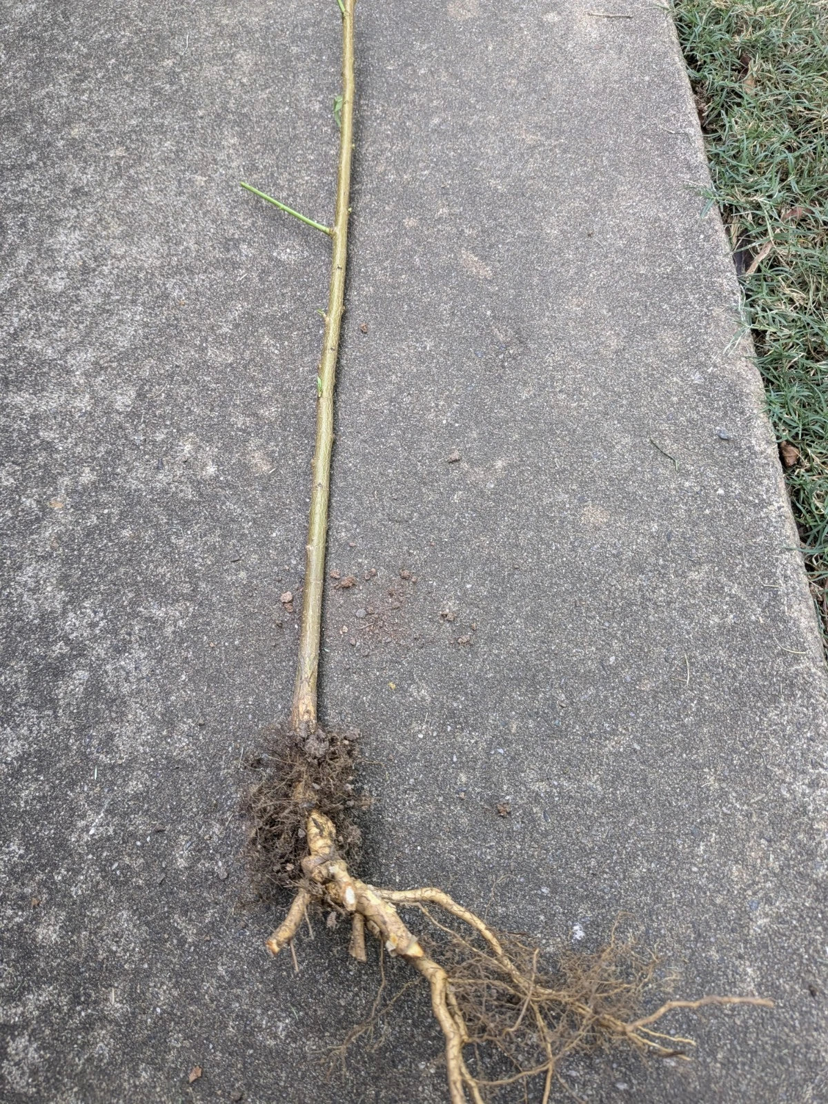 Bare Root Peach Tree for Planting - Prunus persica - Ideal for Home Gardens and Orchards - Sweet Juicy Peaches