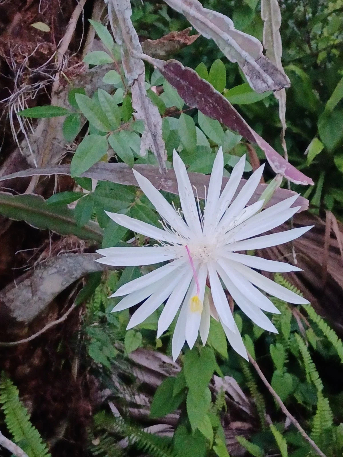 Unrooted Cutting 8-10" Night Queen Dragon Fruit Hylocereus undatus - Exotic Gardening Plant for Tropical Climates