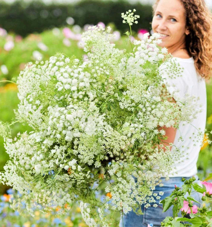 Bishop's Flower Seeds 200 Pack Green Mist Non-GMO Ammi majus for Pollinators and Beneficial Insects