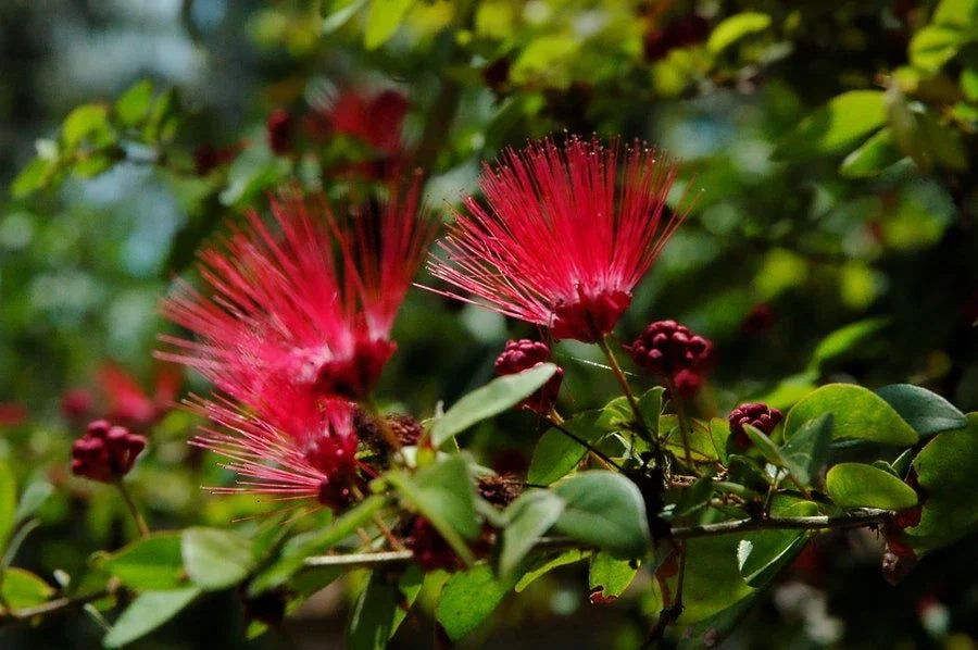 Red Mimosa Tree Seeds 10 Pack - Silk Albizia julibrissin - Perennial Pink Flowering Seeds for Garden and Landscaping