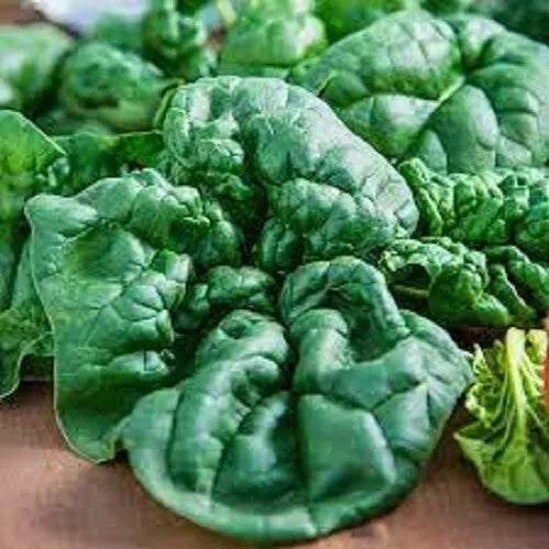 Organic Bloomsdale Spinach Seeds - Heirloom, Non-GMO, Spinacia oleracea - Fresh Garden Seeds for Home Gardening