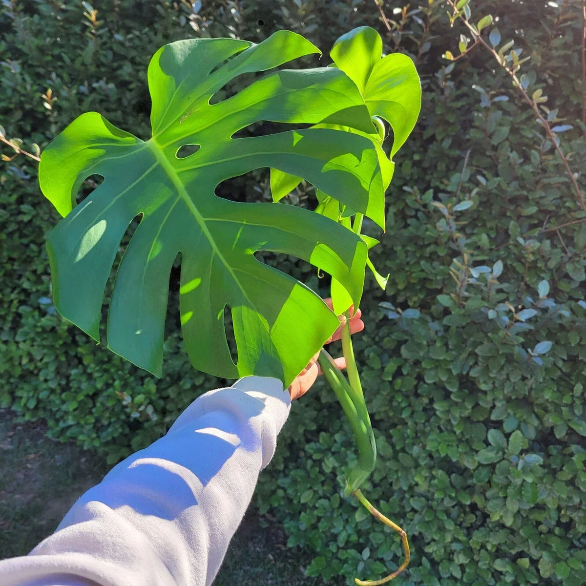 Large Rooted Cutting Monstera Deliciosa, Swiss Cheese Plant, Tropical Live Plant, Monstera Adansonii, Eco-Friendly Pot
