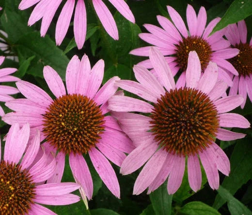Bulk Seeds - 2,000 Purple Coneflower Seeds - Echinacea Purpurea - Non-GMO for Gardening and Landscaping