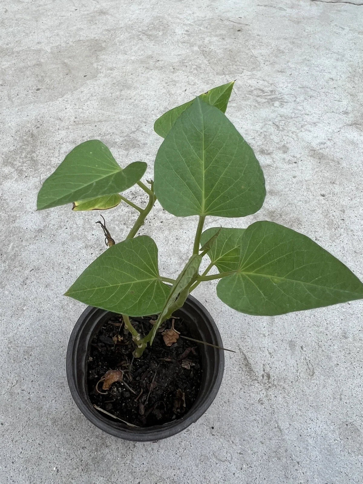 Sweet Potato Plant in Pot - Live Rooted Ipomoea batatas - Ready to Grow - Non-GMO, Low-Maintenance Garden Plant