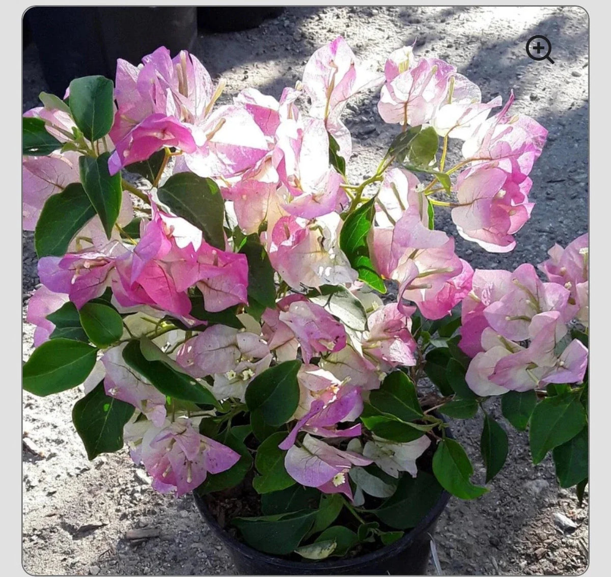 Bambino Bi Color Pink Bougainvillea Starter Plant - Small Well Rooted - Bougainvillea glabra - Vibrant Pink & Purple Blooms