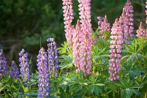 Lupine Seeds - 50 Count Dwarf Pixie Delight Mix - Colorful Flowering Plants - Lupinus polyphyllus - Ideal for Gardens