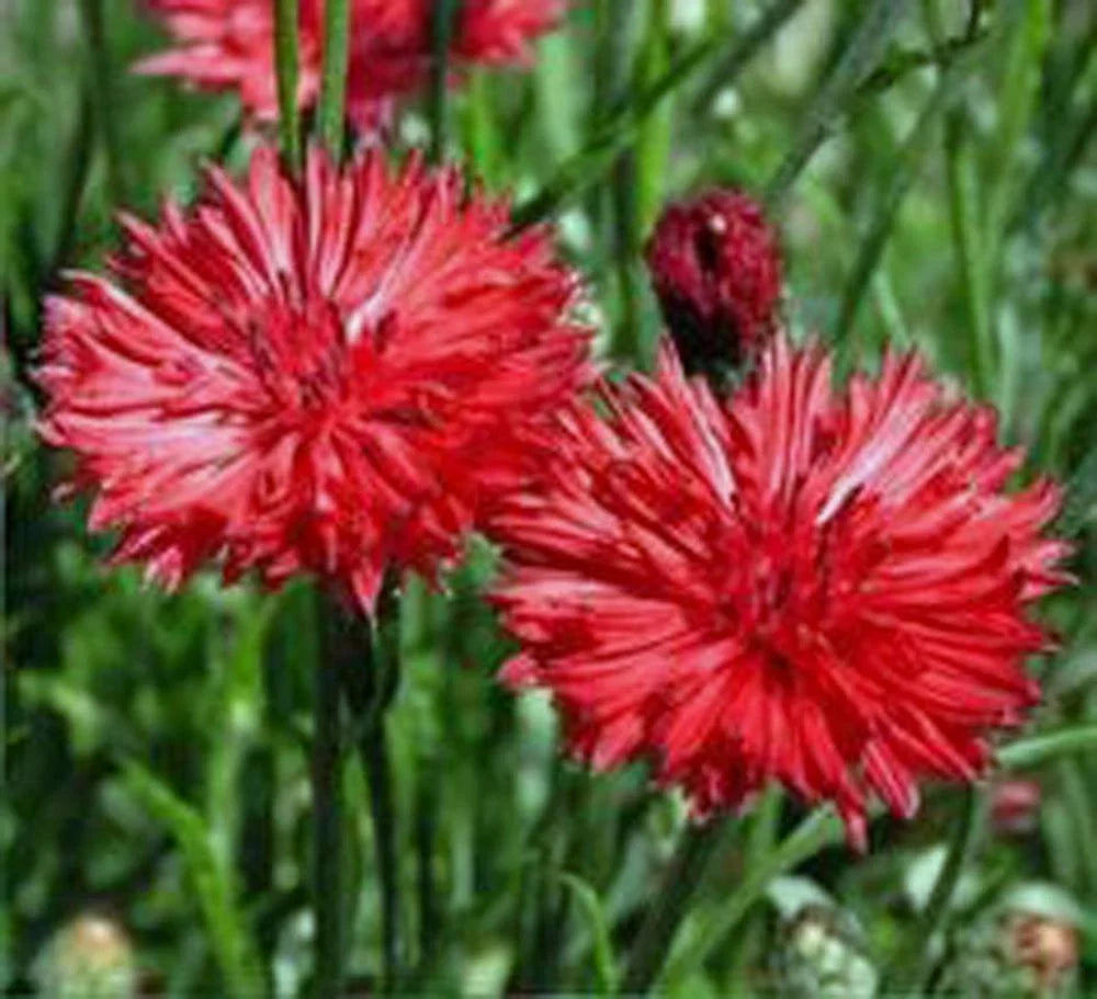 Bachelor Button Seeds 1000 Count Tall Red Flowers Centaurea cyanus Bright Blooms for Garden Pollinators
