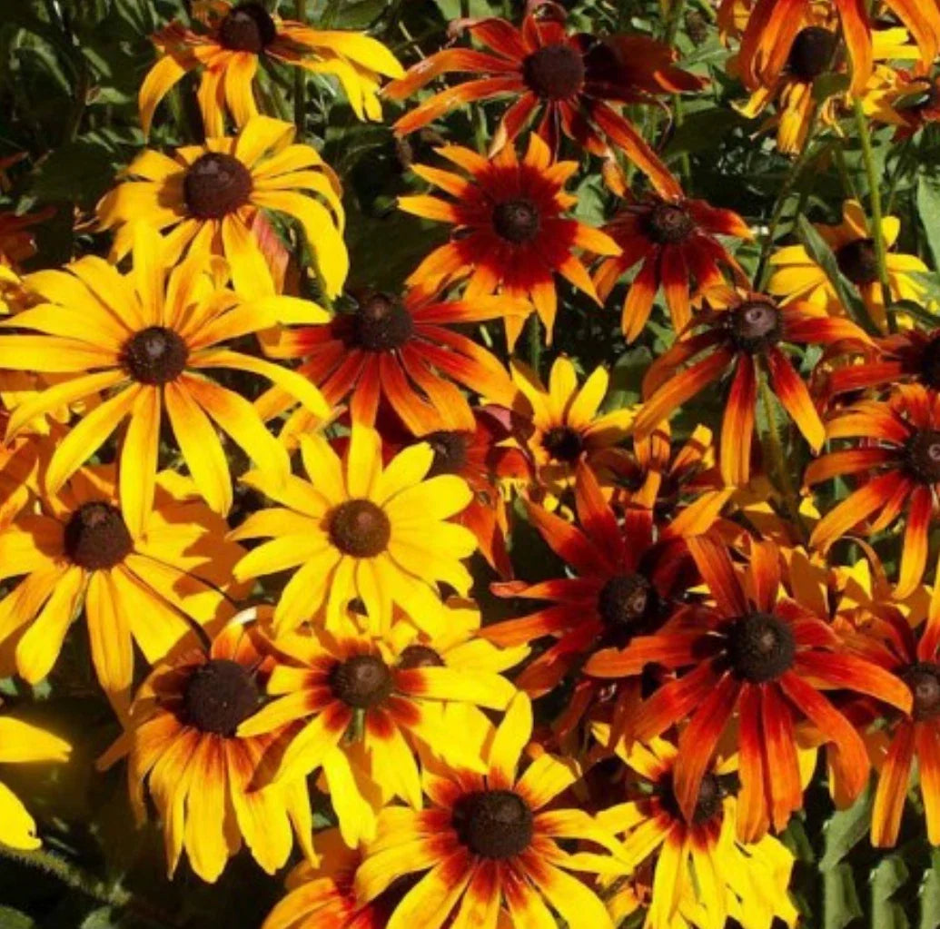 Gloriosa Daisy Seeds, Bulk, Yellow & Brown Flowers, Rudbeckia hirta - Drought-Tolerant Wildflower for Gardens