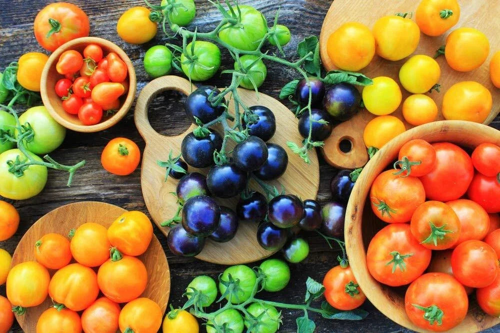 Black Cherry Tomato Seeds - 100+ Seeds - Midnight Snack Variety - Solanum lycopersicum - Ideal for Home Gardens