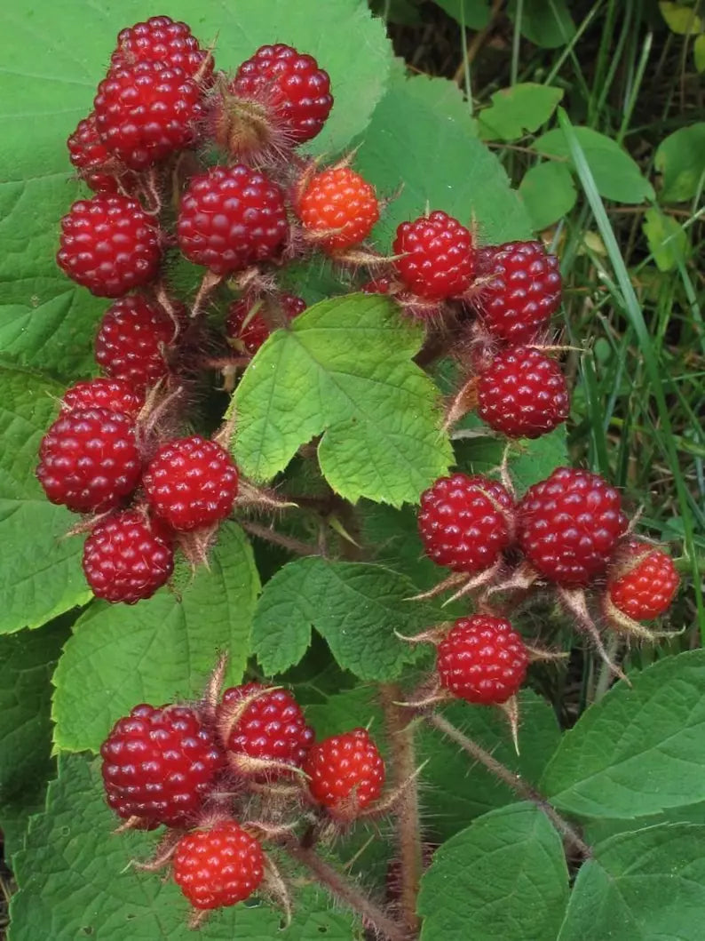Wild Japanese Wineberry Bushes 4-Pack Bare Root Fruiting Rubus phoenicolasius - Edible Berries for Garden and Privacy Screen