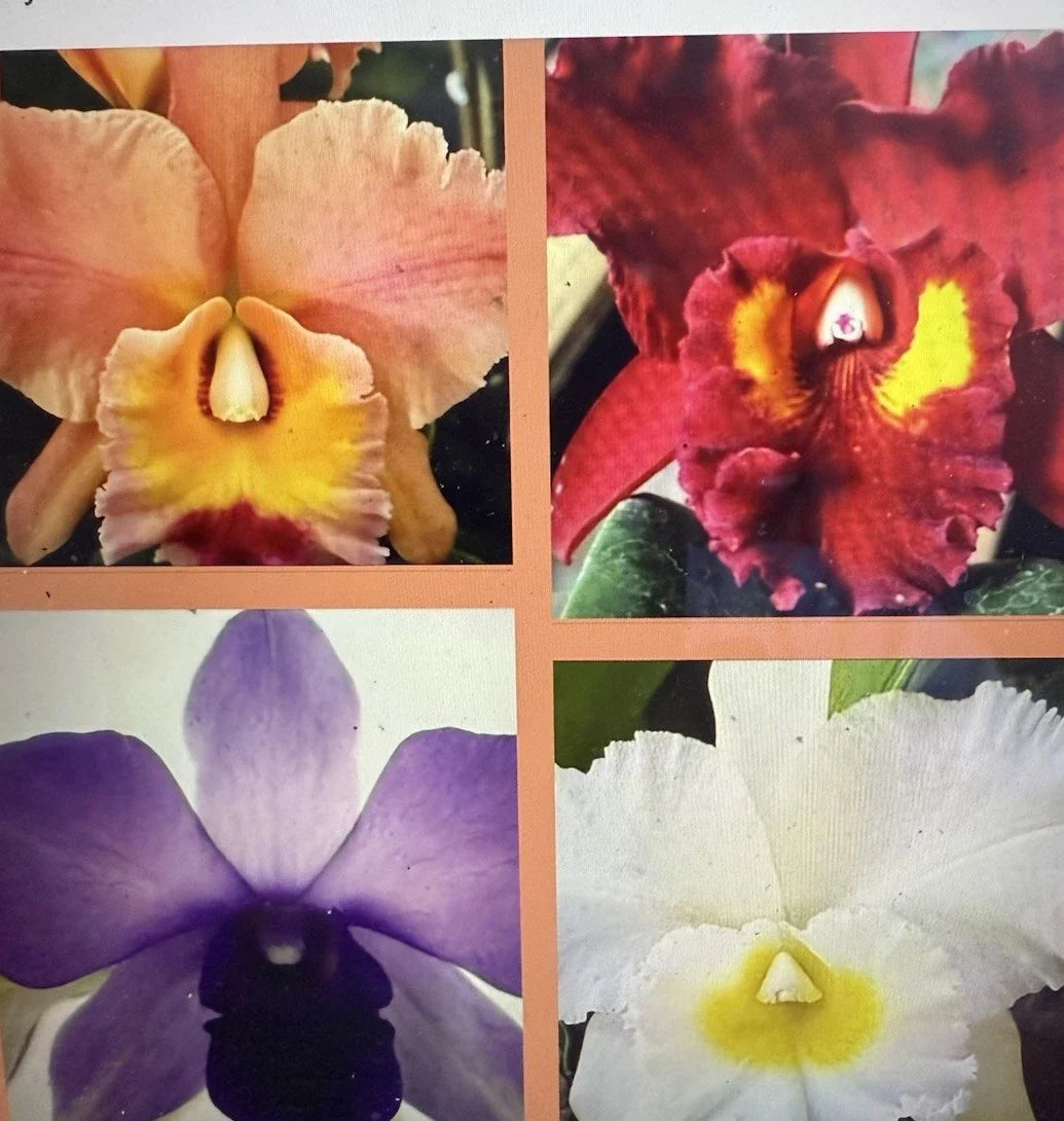 Cattleya Orchid Plants Box of 10 Mixed Bare Root 2 Stem Each Cattleya spp. Ideal for Indoor Outdoor Decor