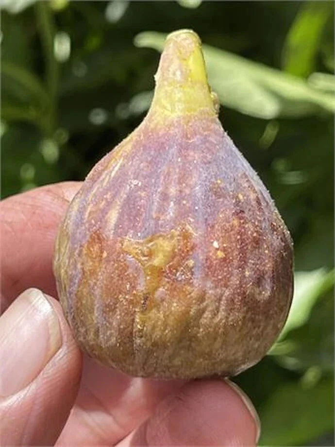 Fig Cutting - 8 Inch Dominick's Variety - Ficus carica - High-Quality Propagation Cutting for Gardeners