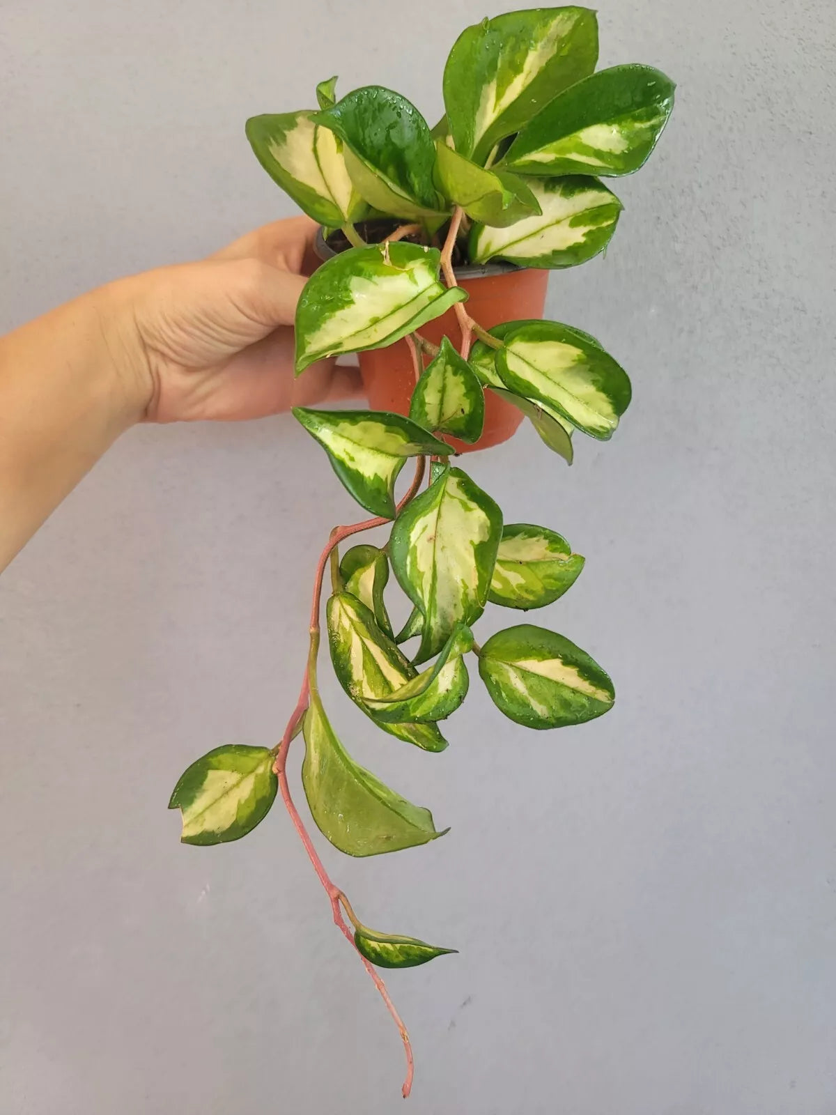 Hoya Plant 4" Pot Krimson Princess Variegated Leaves Hoya carnosa 'Krimson Princess' Easy Care Indoor Houseplant
