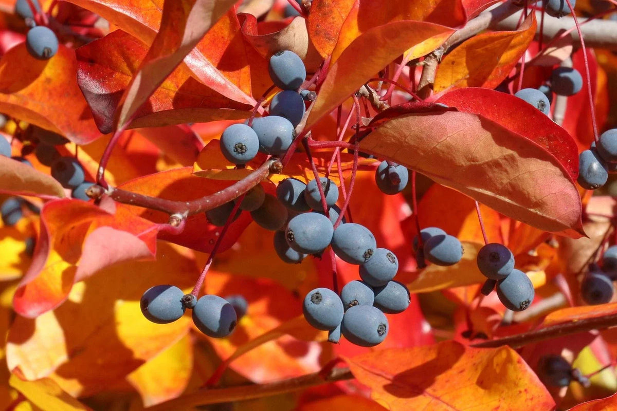 Black Tupelo Gum Tree Seeds - Edible Fruits - Nyssa sylvatica - 10-100 Seeds - Vibrant Fall Colors, Wildlife Friendly