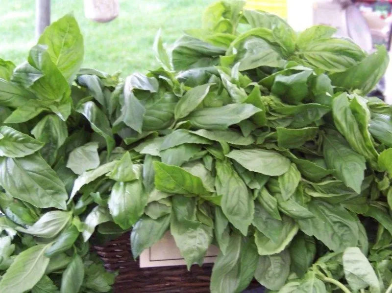 Lemon Scented Basil Seeds 125 Pack - Aromatic Herb - Ocimum basilicum var. citriodorum - Non-GMO, Culinary Use, Easy to Grow