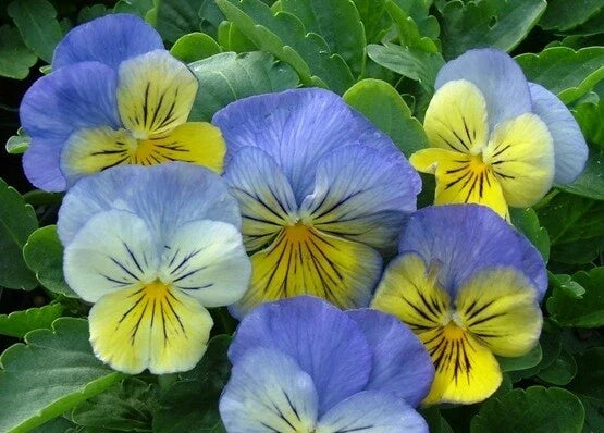 Pansy Seeds 50 Count Ultima Morpho Blue Violet Viola tricolor var. hortensis - Non-GMO, Easy to Grow for Garden & Containers
