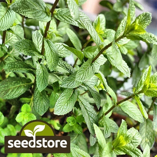 Peppermint Seeds | Heirloom Non-GMO | Mentha piperita | Organic Herb Seeds for Culinary Use and Teas