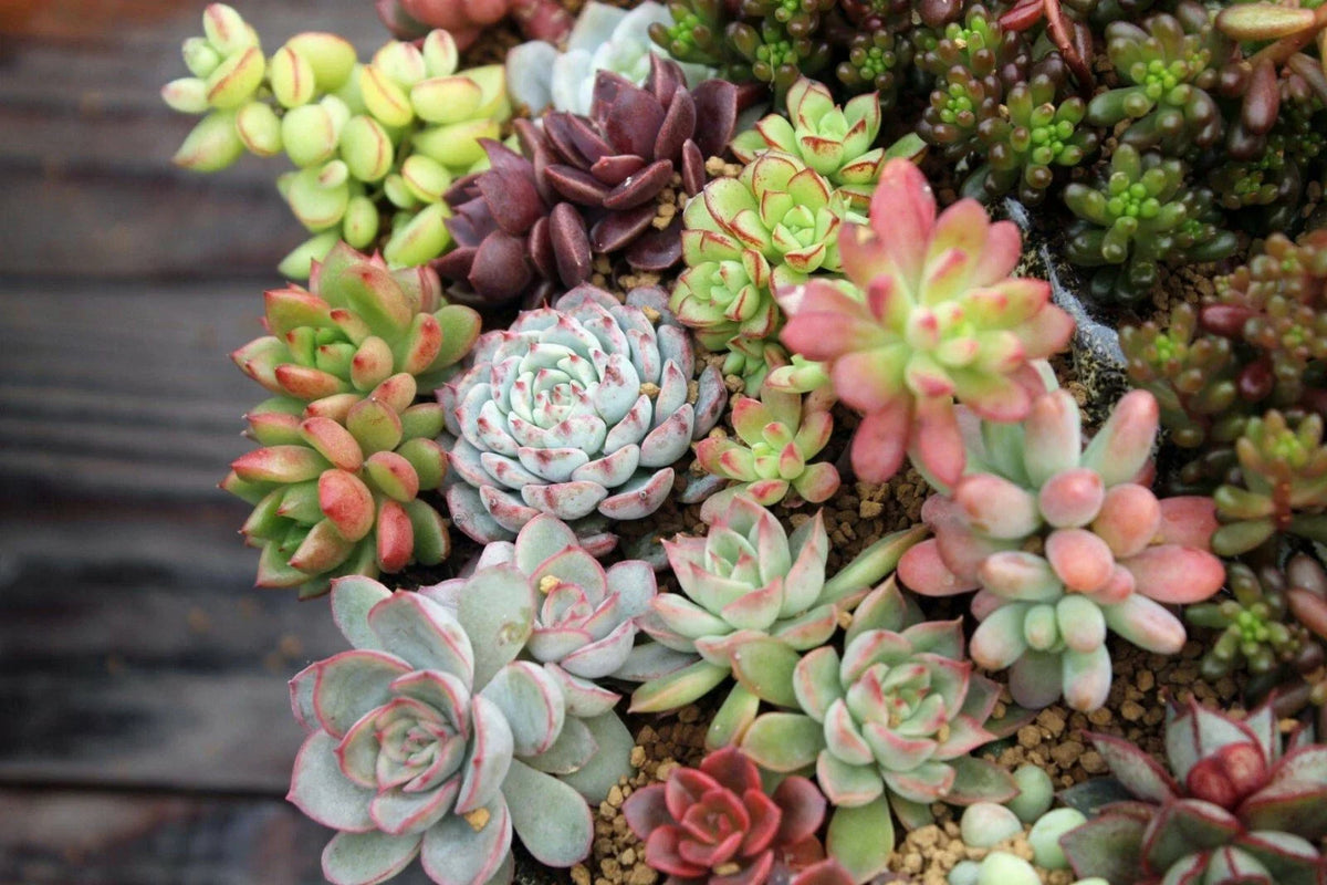 Assorted Succulent Cuttings Set - 10 Varieties for DIY Terrariums and Garden Decor - Echeveria, Sedum, Crassula