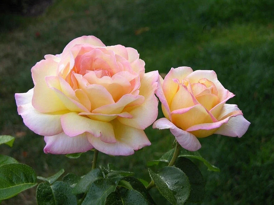 Peace Rose Cuttings for Rooting - Rosa 'Peace' - High-Quality Cuttings for Home Gardening and Landscaping