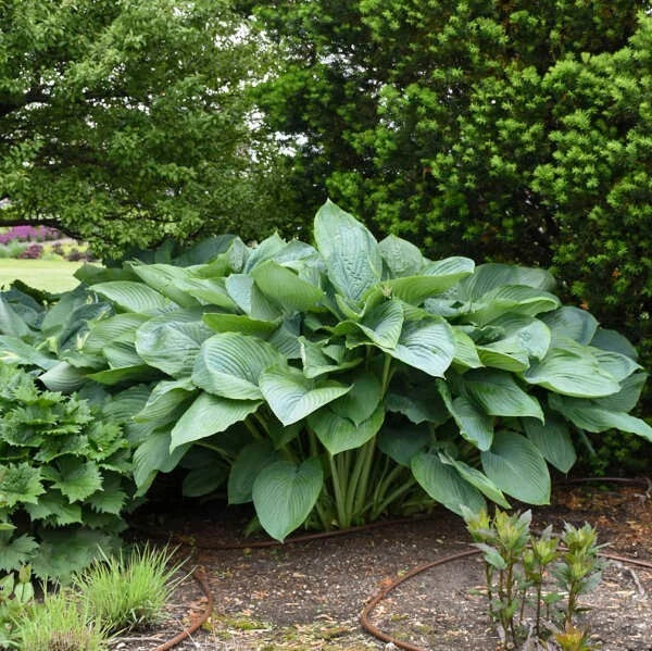 Empress Wu Hosta Plant - Large Green Foliage Perennial - Hosta 'Empress Wu' - Ideal for Shade Gardens and Borders