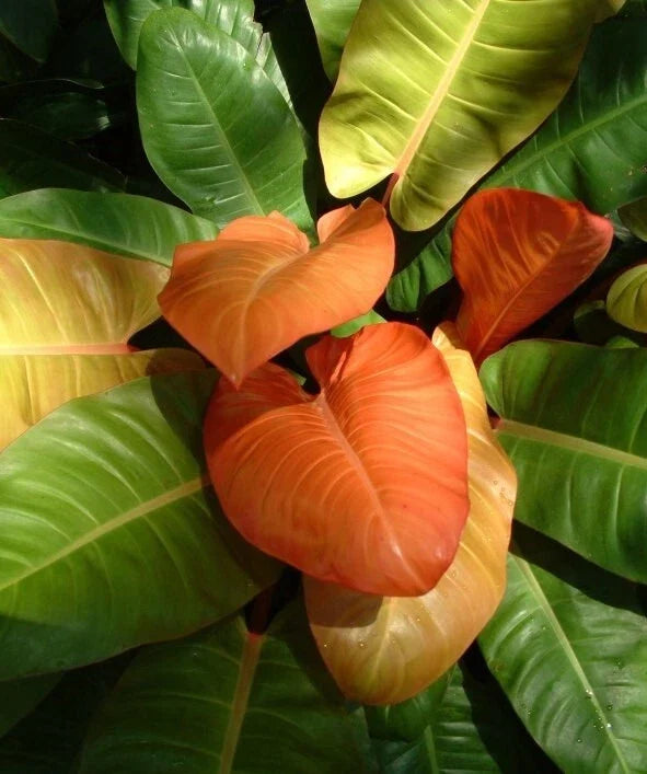 Philodendron Prince of Orange Live Plant 3" Pot, Tropical Foliage, Philodendron 'Prince of Orange', Easy Care Indoor Outdoor