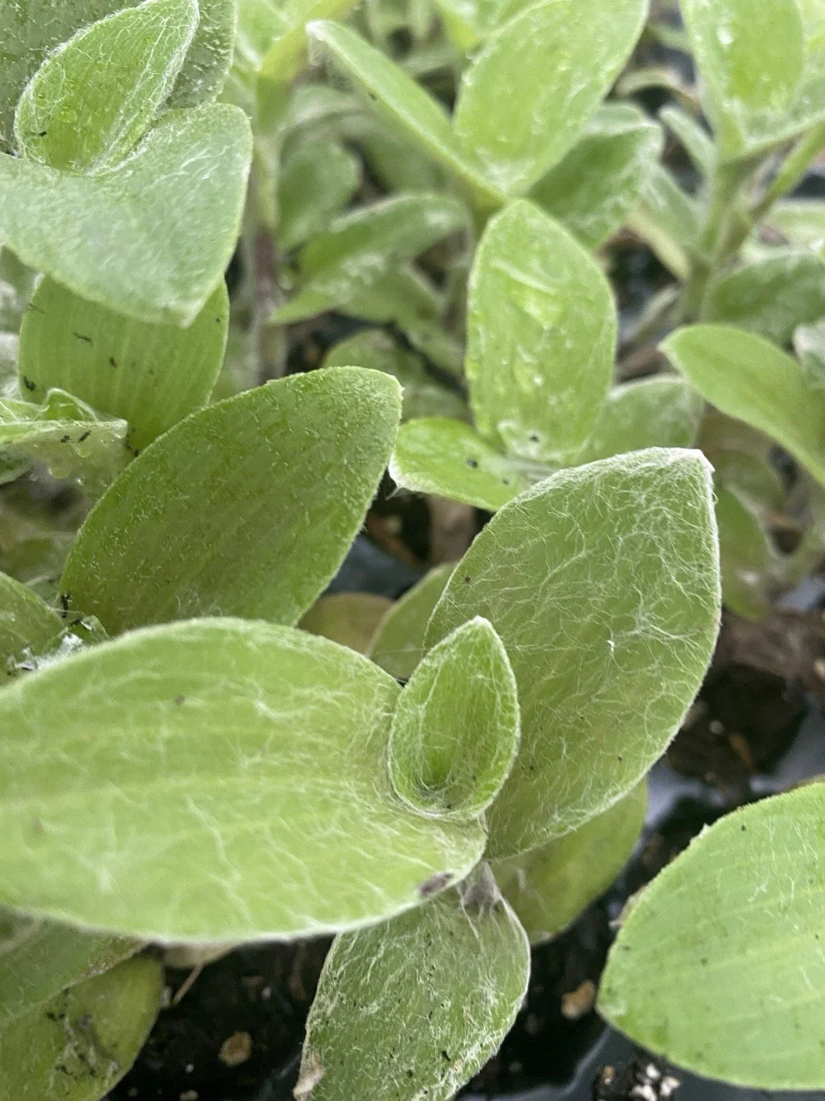 Rooted Cuttings Tradescantia White Fuzzy 2 Pack - Easy Care Live Houseplants (Tradescantia sp.)