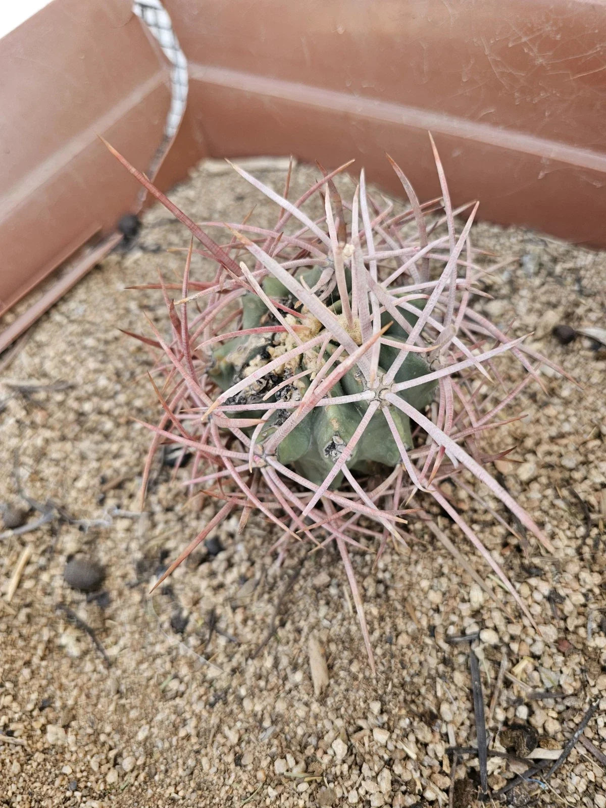E. polycephalus Cactus 4" Clustered Growth Arizona Snowcap Cactus Echinocactus polycephalus Potted Plant for Indoor Outdoor