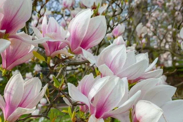 Magnolia Tree Seeds - 10 Seeds - Pink/White Flowers - Magnolia grandiflora - Low Maintenance, Attracts Pollinators