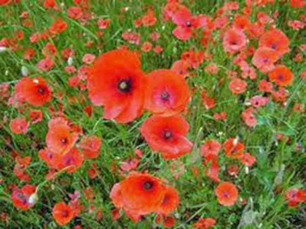Shirley Poppy Seeds - 500 Bright Red Flower Seeds - Papaver rhoeas - Long Lasting Blooms for Garden & Cut Flowers