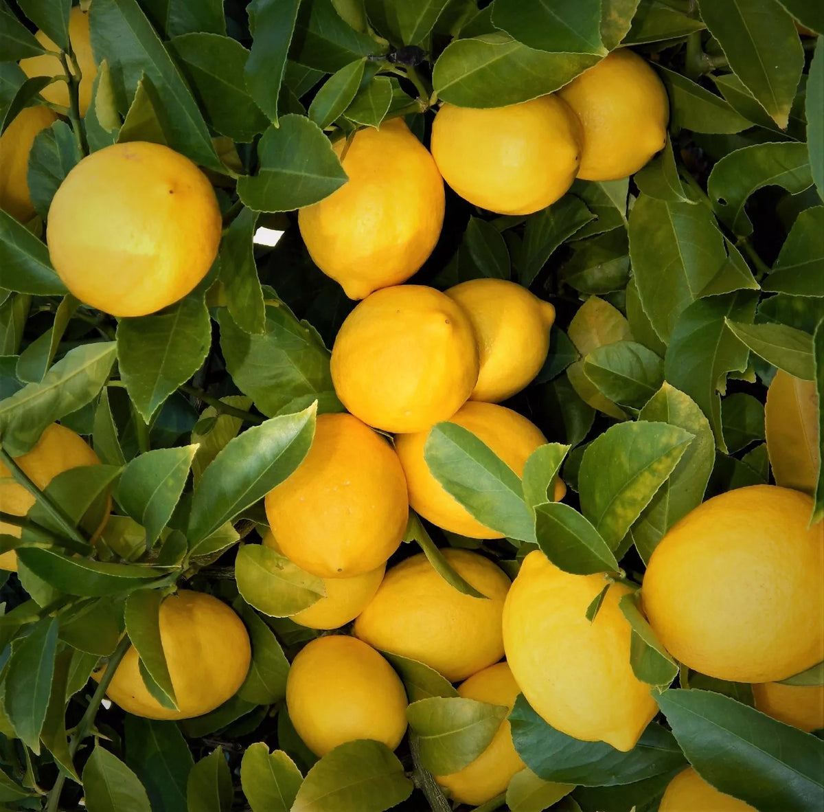 Lemon Tree Seedlings 3"-6" Edible Citrus Fast Growing Bare Root Starter Plant - Citrus limon