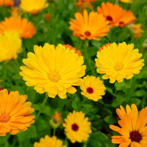Calendula Seeds | Heirloom Organic Fiesta Gitana | Edible Flowers | Calendula officinalis | Non-GMO Gardening