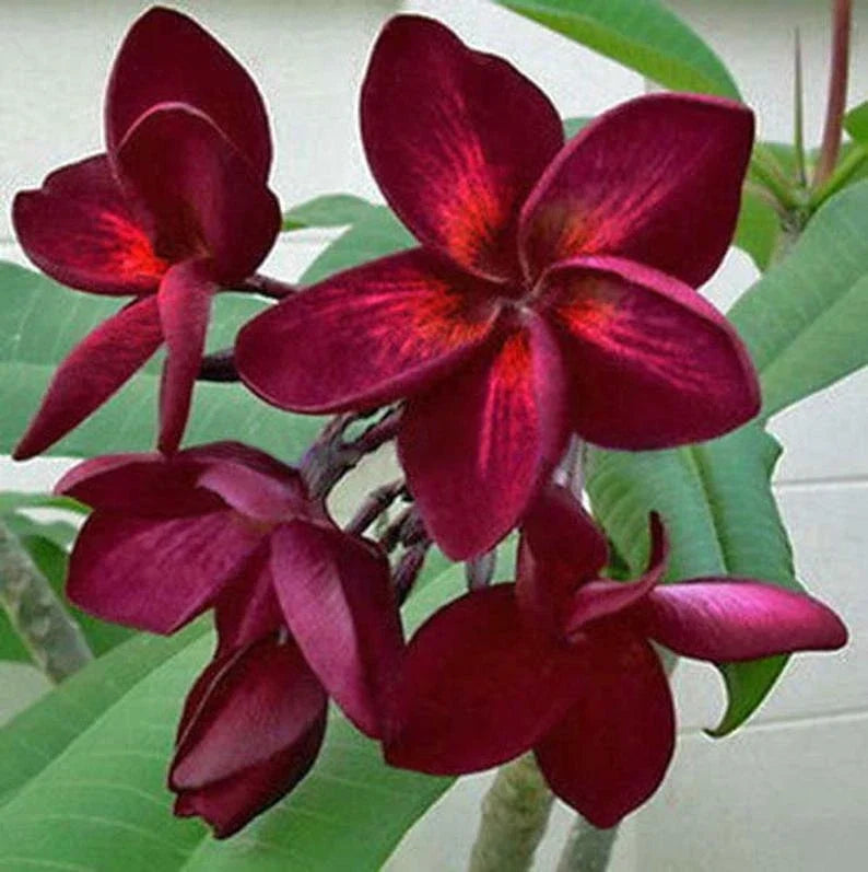Dark Red Plumeria Seeds - 5 Perennial Flower Plants - Frangipani - Plumeria rubra - Tropical Garden Blooms