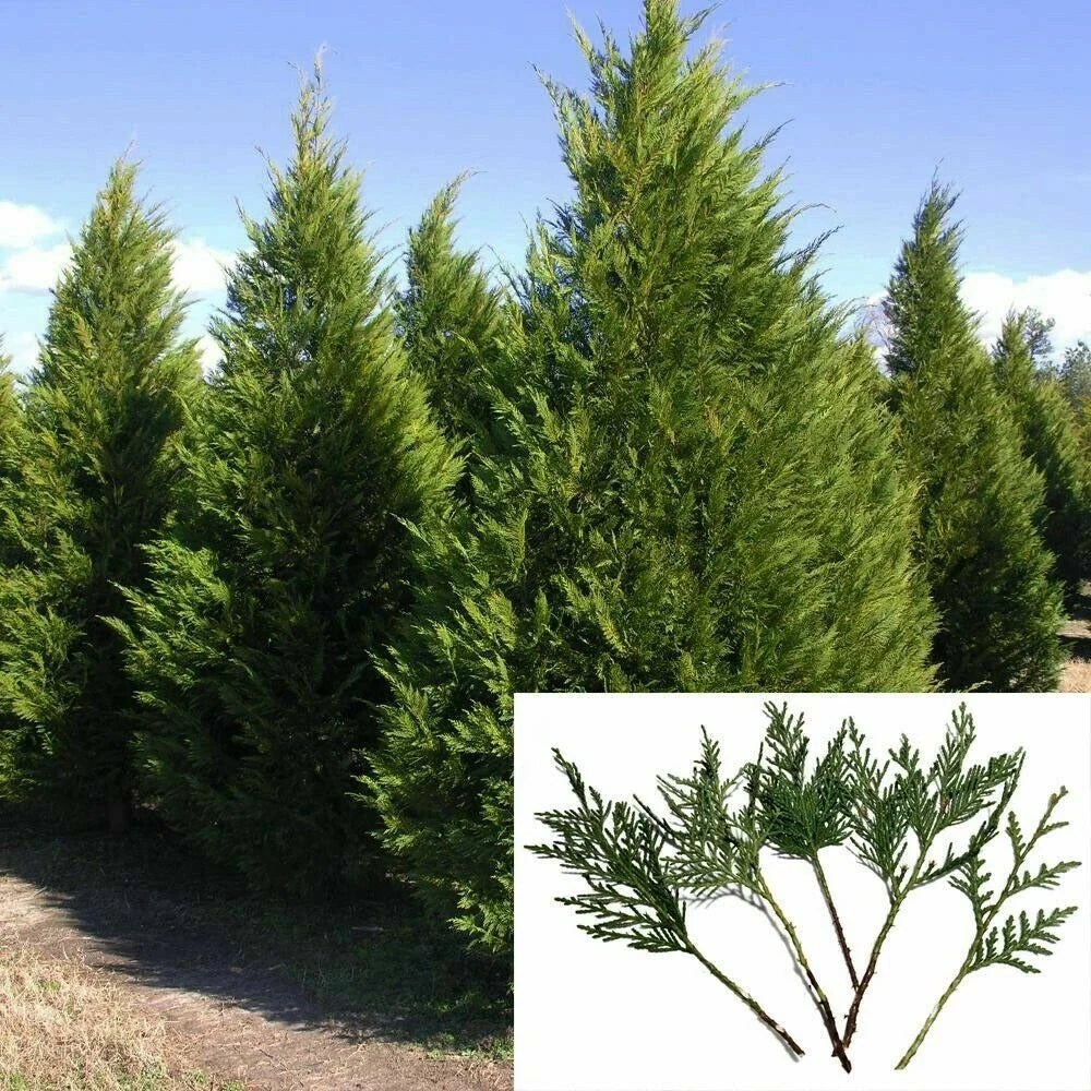 Leyland Cypress Tree Cuttings 6-7" Fast Growing Privacy Screen 15 Pack (Cupressocyparis leylandii) - Ideal for Landscaping