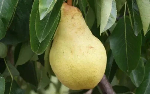 25+ Bartlett Pear Seeds for Planting, Organic Heirloom, Pyrus communis, USA Grown, Home Garden, Free Shipping