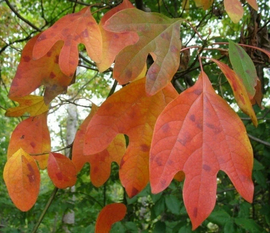 Sassafras Cuttings Set of 10 Unrooted Edible Wildlife Plants (Sassafras albidum) - Ornamental & Culinary Use