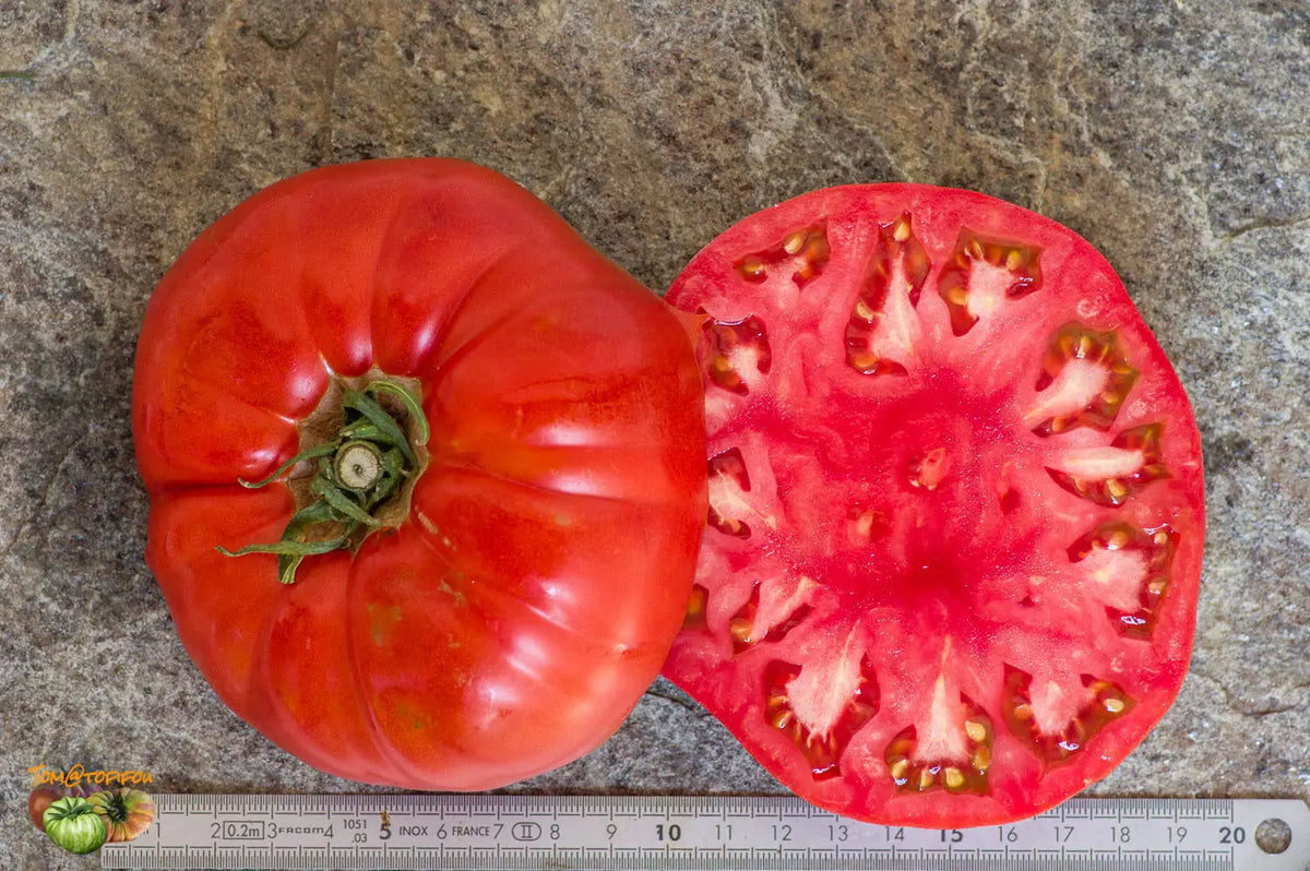 Tomato Seeds 1000 Count Boxcar Willie Reddish-Orange Heirloom Variety Solanum lycopersicum for Slicing and Canning