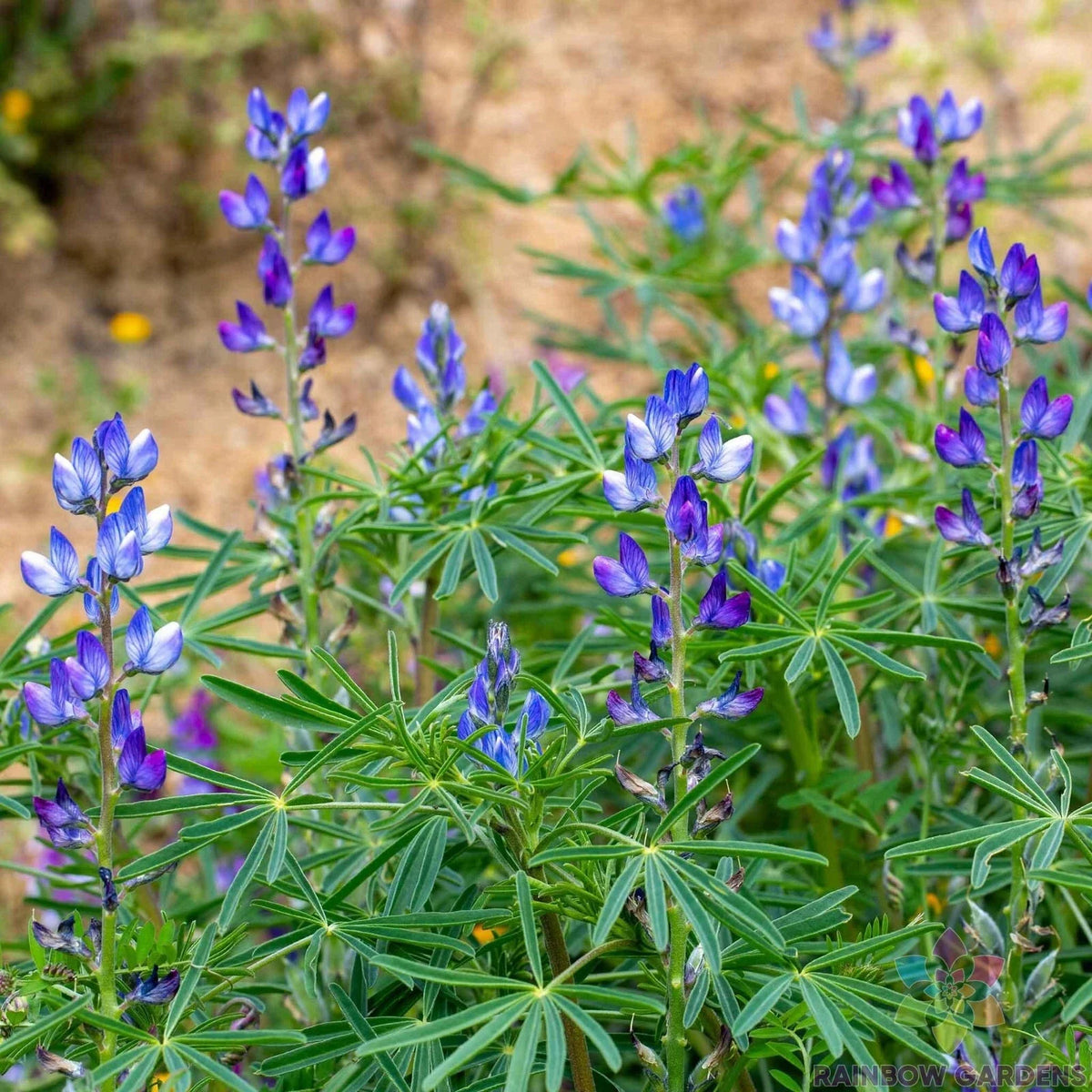 Blue Annual Lupine Seeds - 25+ Pack - Lupinus angustifolius - Non-GMO - Vibrant Blue Flowers for Garden Planting