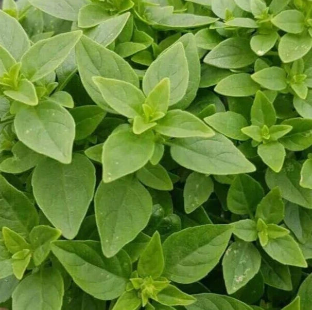 Dwarf Greek Basil Seeds 600+ Annual Herb for Culinary Use Ocimum basilicum 'Dwarf Greek' - Aromatic Cooking Seeds