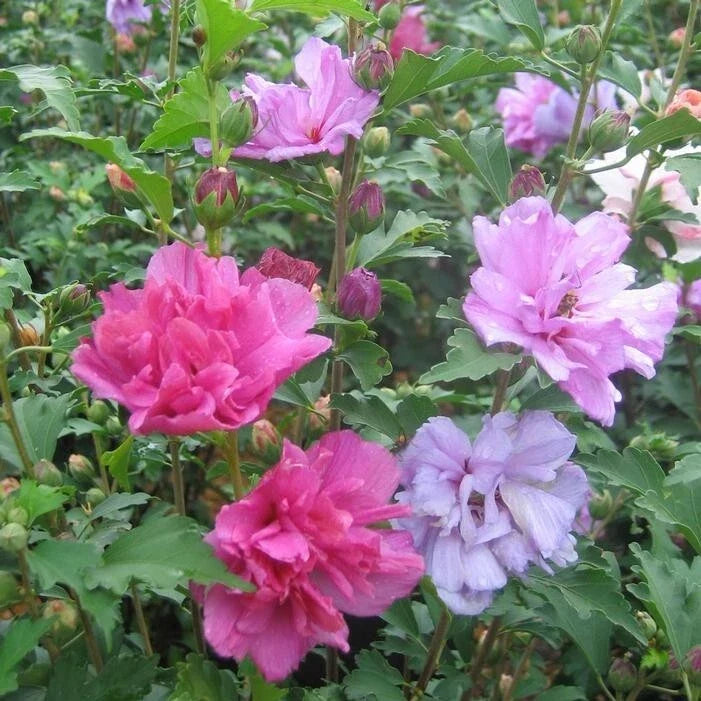 Mixed Rose of Sharon Hibiscus Althea Live Plants, 2.5'' Pot, Various Colors, Hibiscus syriacus - Hardy Perennial for Garden