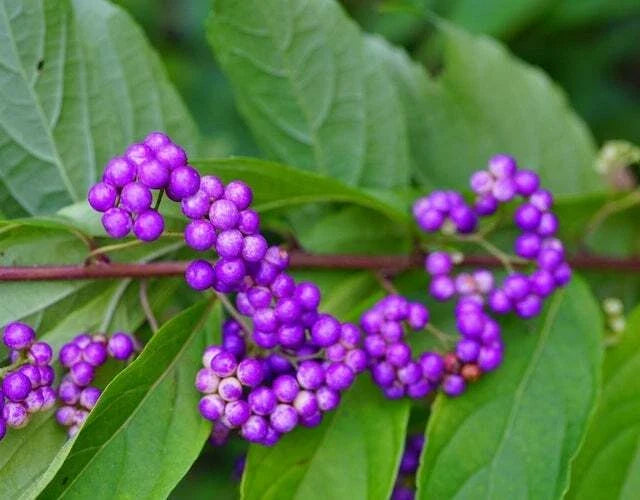 American Beauty Berry Seeds - 20 Non-GMO Seeds - Callicarpa Americana - Native Berry Bush for Wildlife and Garden Color