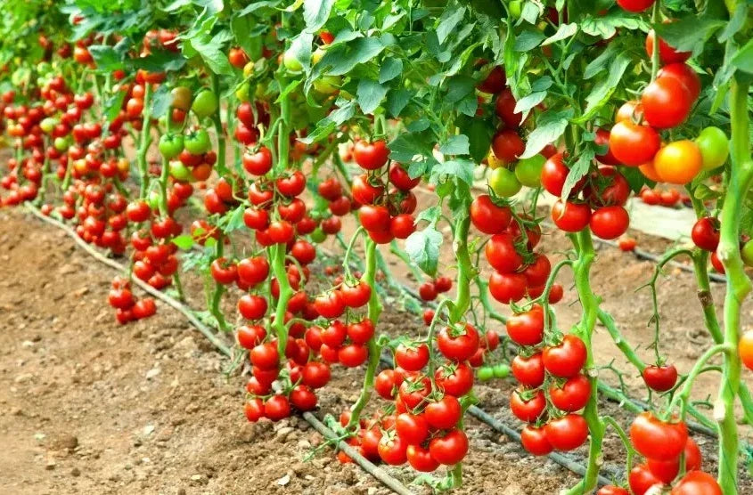 Early Cascade Tomato Seeds - 120+ Organic Heirloom Non-GMO - Solanum lycopersicum - Rare Variety for Home Gardening