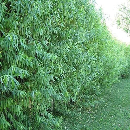 Hybrid Willow Tree Cuttings - 24 Fast Growing Cuttings for Privacy or Shade - Salix × sepulcralis