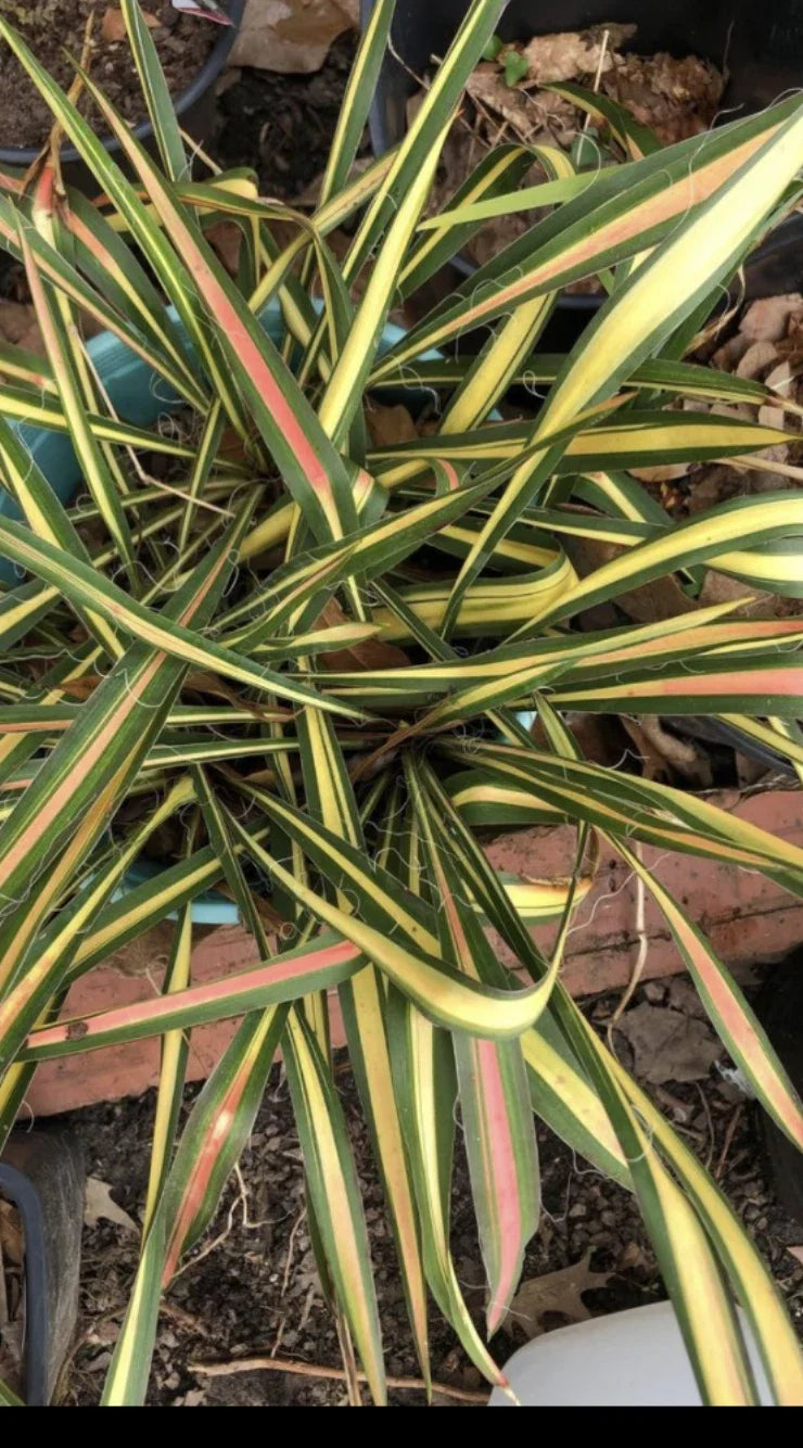 Variegated Yucca Plant Bareroot Small Yucca filamentosa 'Color Guard' Green Cream Foliage Drought-Tolerant Perennial