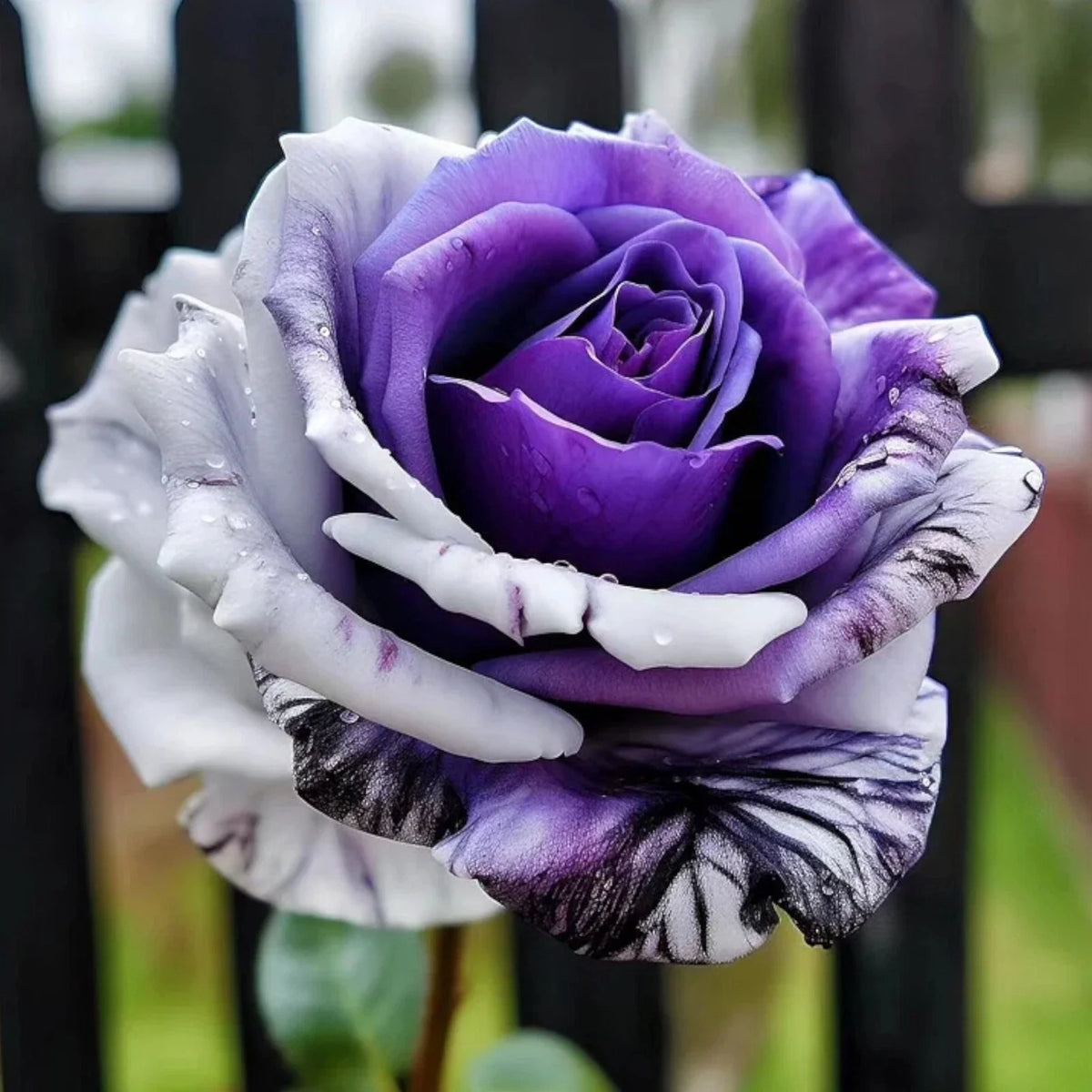 20pcs Twin Rose Seeds - Rare Purple & White - Rosa spp. - Unique Garden Flowers for Stunning Displays