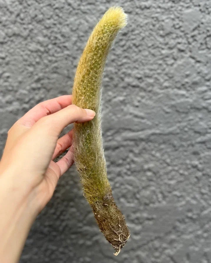Monkey Tail Cactus Cutting 6-8" Rare Fuzzy Hildewintera Bare Root Plant for Collectors